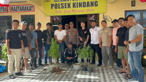 Polsek Kindang Temukan Tanaman Ganja di Lingkungan Bangsalayya , Pelaku Sudah di Amankan