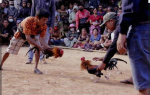 Buka Tutup Judi Sabung Ayam di Poncokusumo, APH Terkesan Dipermainkan Oleh Pengusaha Judi Ayam