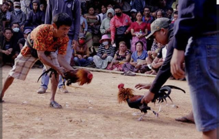 Buka Tutup Judi Sabung Ayam di Poncokusumo, APH Terkesan Dipermainkan Oleh Pengusaha Judi Ayam